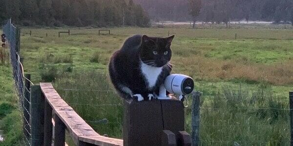 Jonty the cat sitting on a gate post.